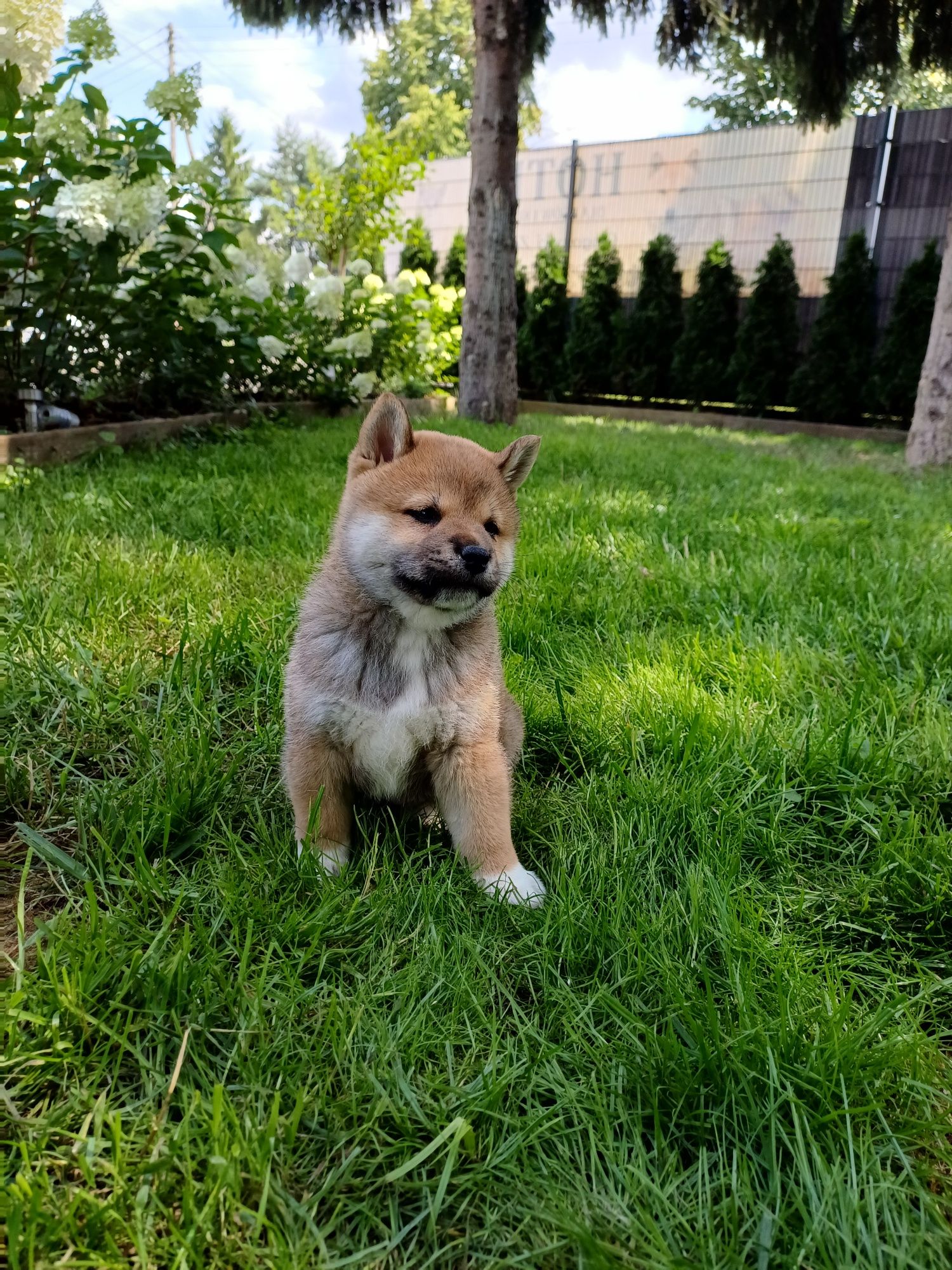 Shiba inu-Piesek