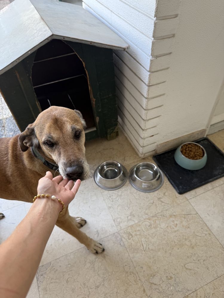 Petsitter/ Dog Walker - Oeiras (Figueirinha e Forum Oeiras)