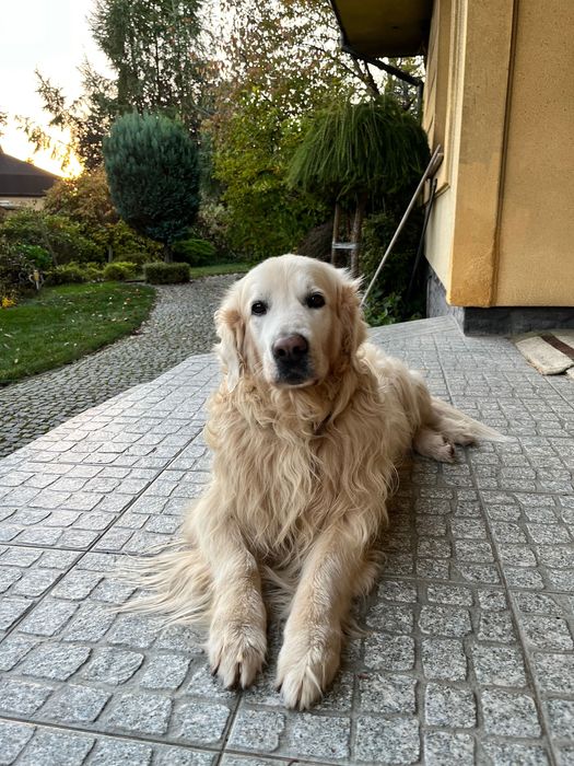 Opieka nad psem, petsitter, warunki domowe