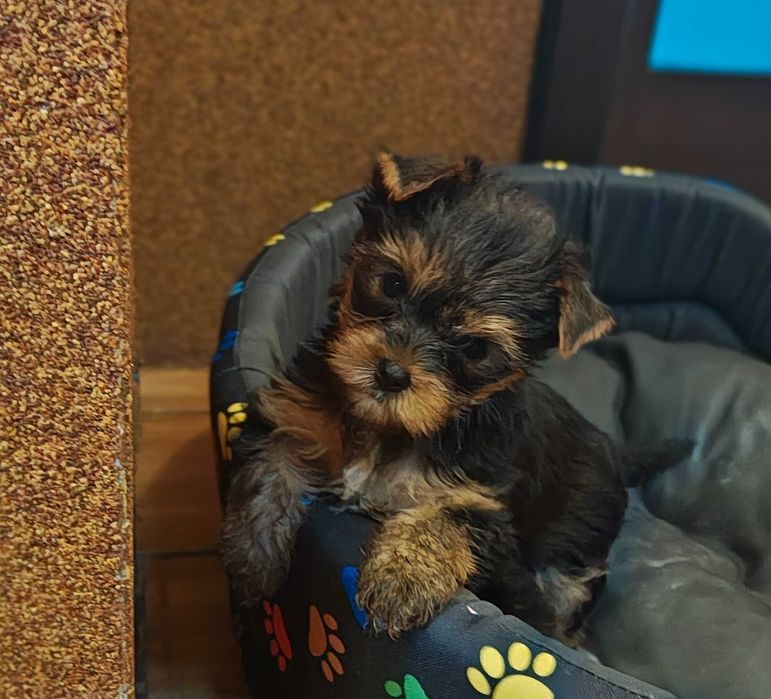 Yorkshire terrier york yorczek