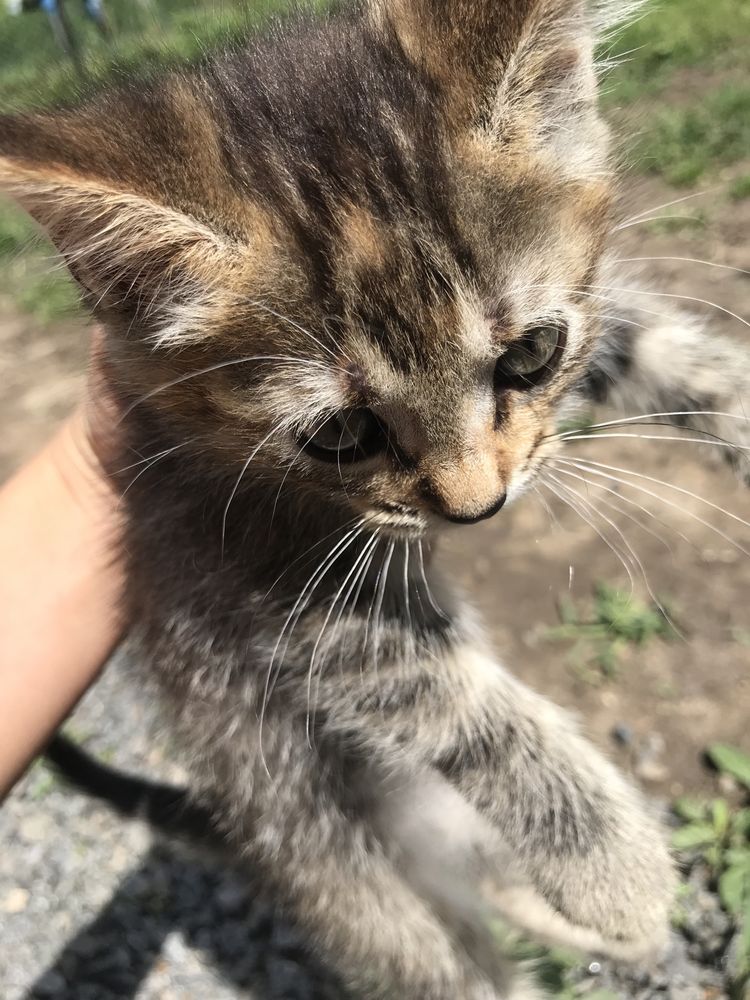 Котики в добрі руки