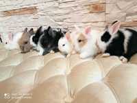KRÓLIKI miniaturki króliki karzełki , karzełki Tedy