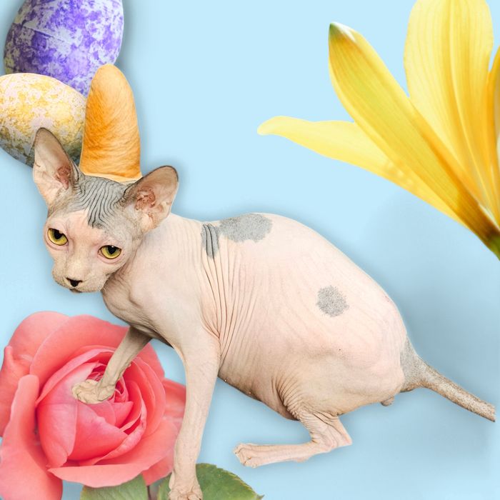 Boy sph канадський