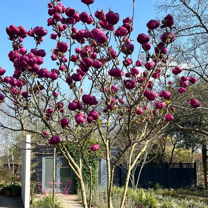 Магнолія Блек Тюліп Сенсація Альба Камея Орхід Рустіка Джені Суланжа