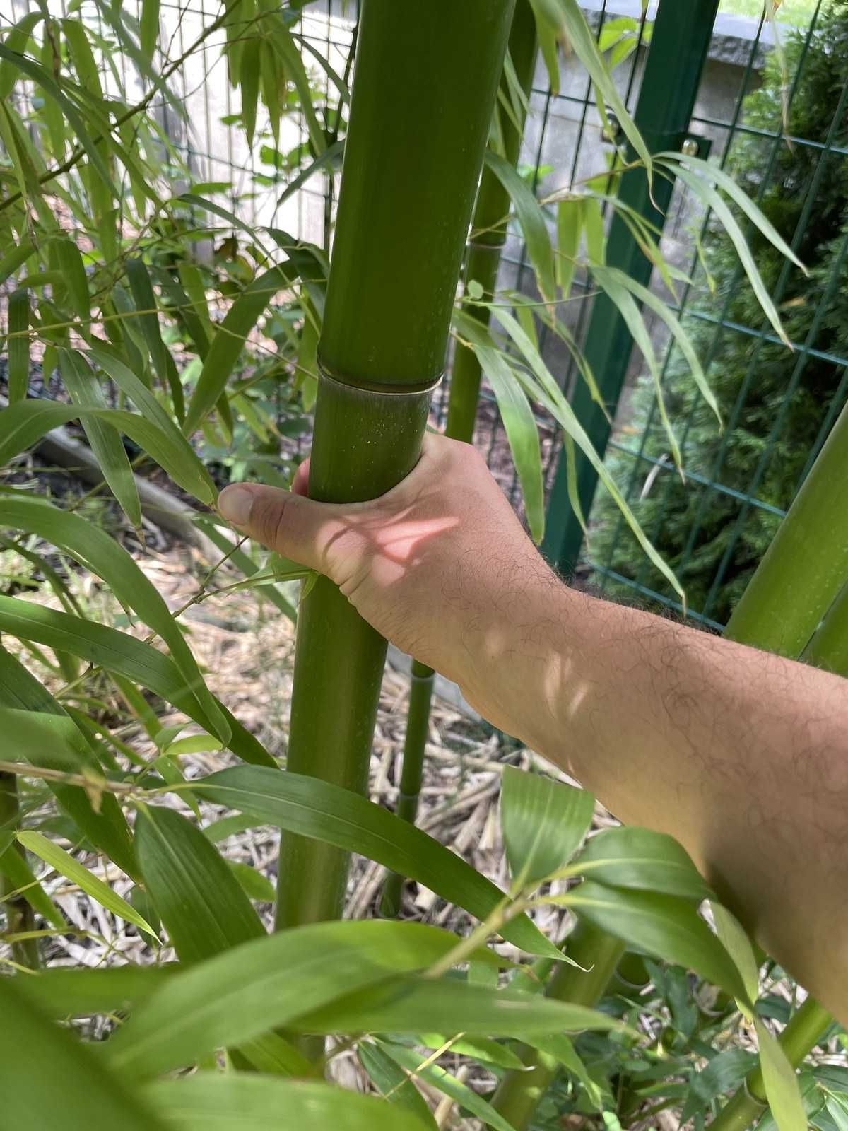 Bambus: Vivax, Shanghai 3, trawa Arundo Donax