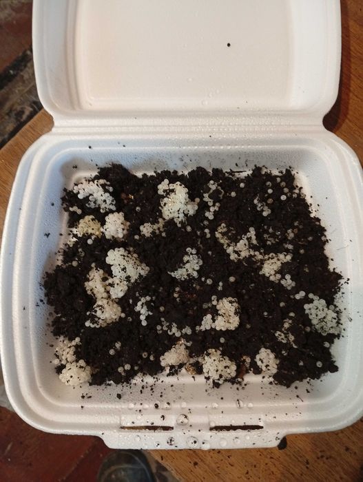 Мальок, ікра равлика helix aspersa muller Мюллер