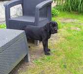 Cane Corso piesek