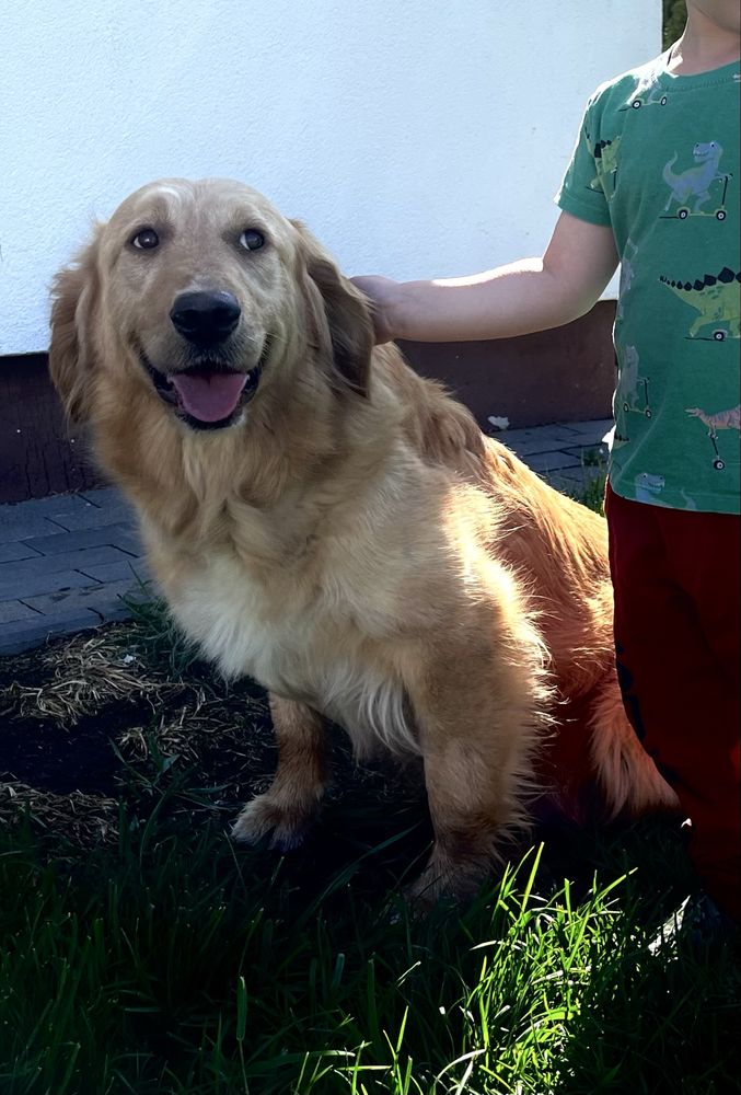 Golden Retriever suczka gotowa do odbioru