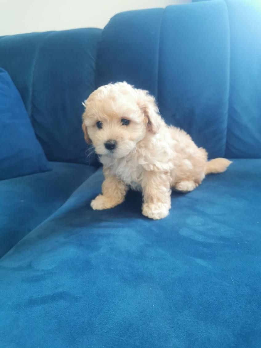 Maltipoo śliczny piesek, maltańczyk pudel toy