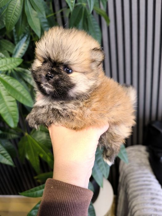 Spitz anão. Lulu da Pomerânia Super Mini.LOP e Afixo. Laranja