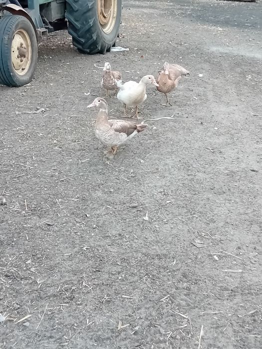 Kaczki I kaczory francuskie