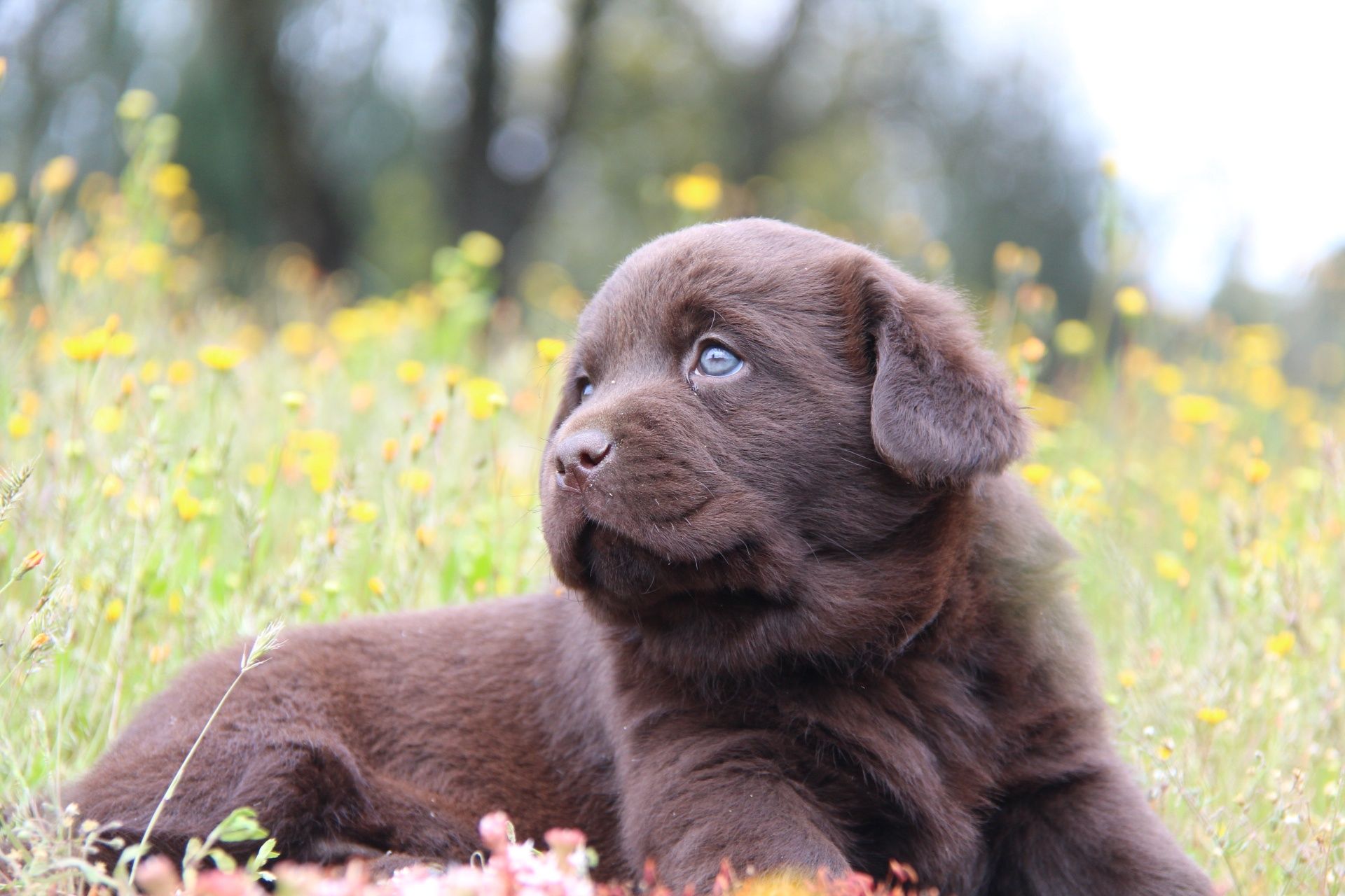 Labrador retriever chocolate com Lop