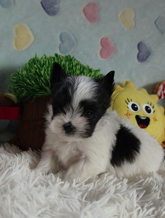 Maleńki piesek Yorkshire Terrier Black and White.