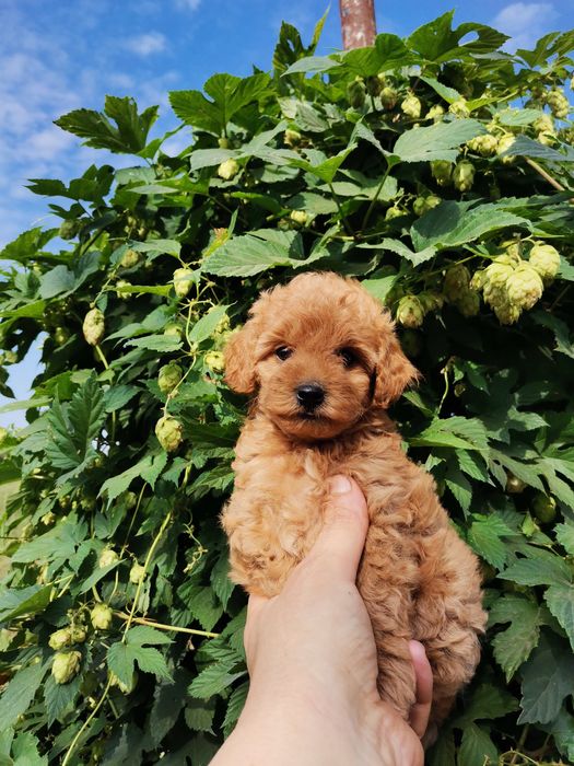 Мальтипу разноцветние разний возраст