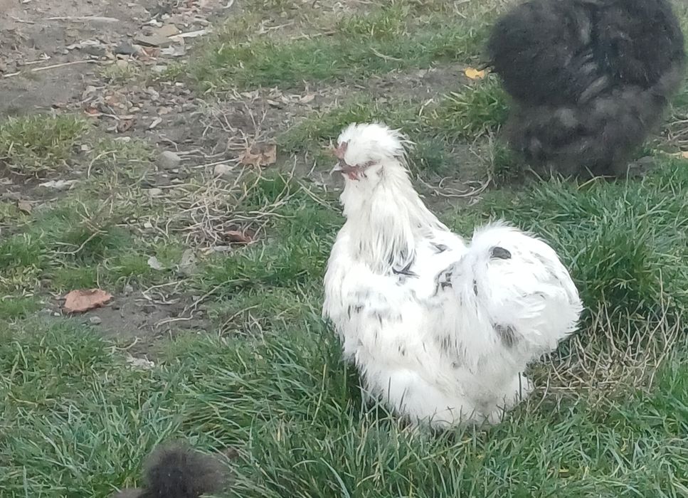 Kogut silki jedwabistej