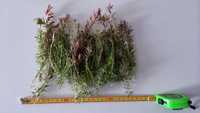 Wysyłka olx rotala rotundifolia 40 sztuk