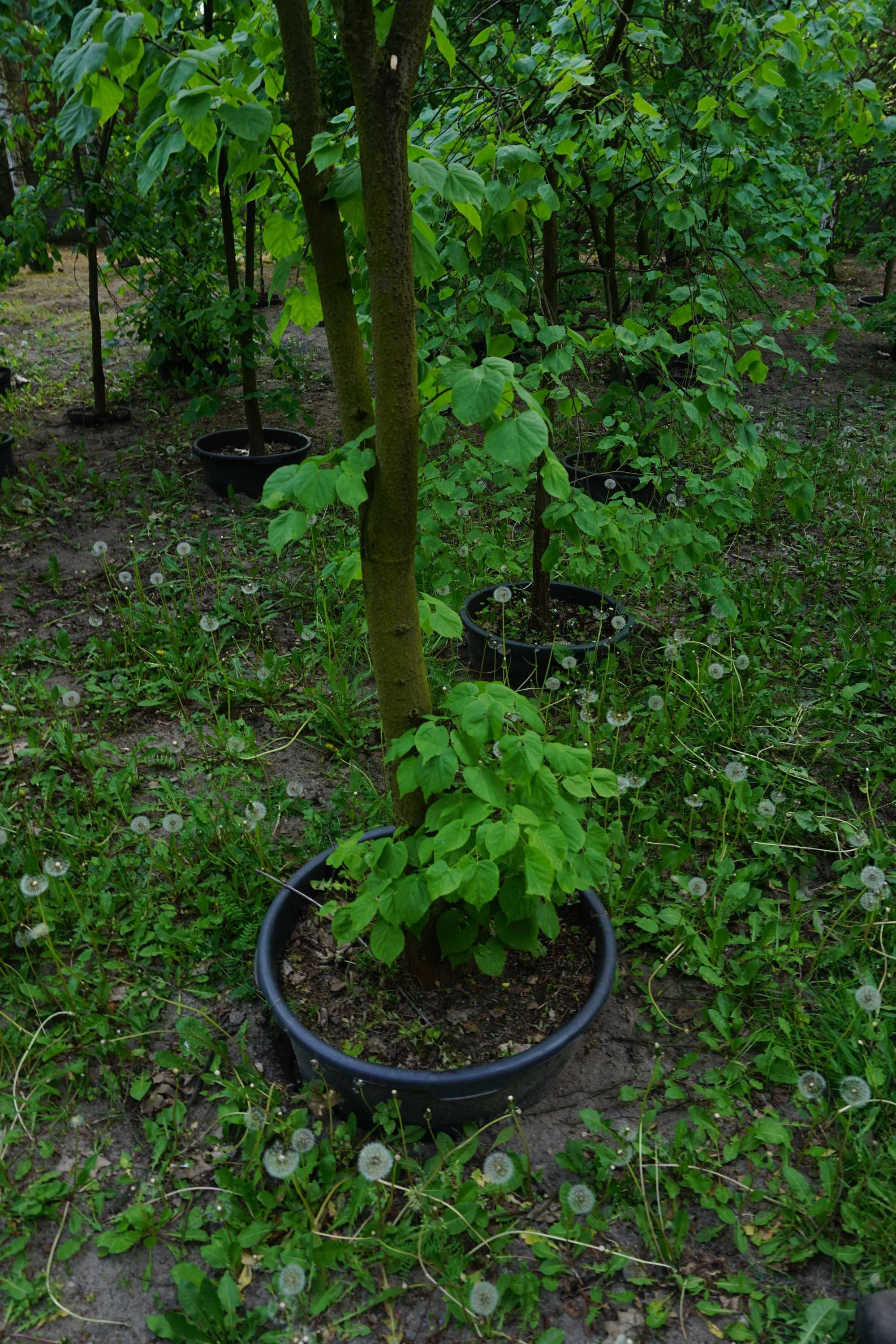 200-300cm lipa szerokolistna _ lipa wielkolistna _ Tilia platyphyllos