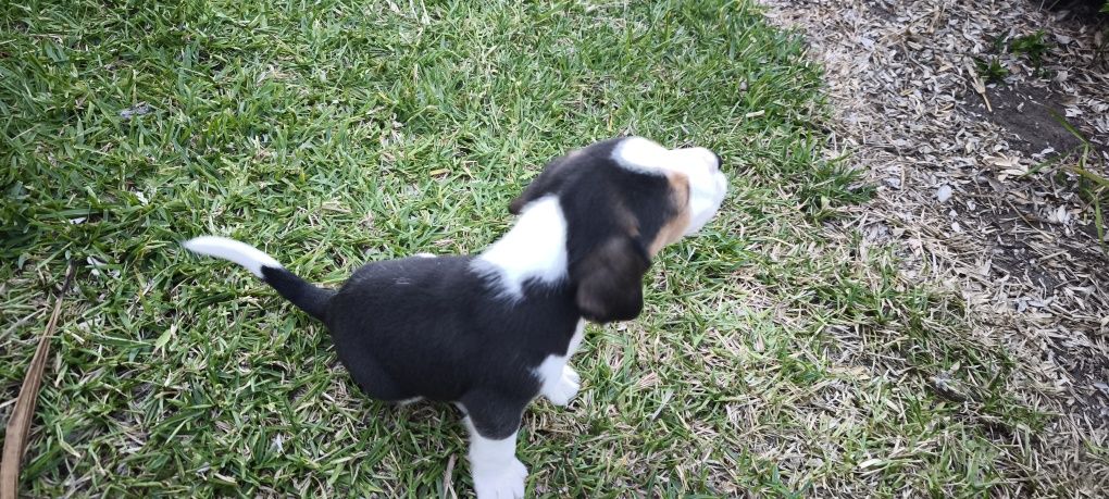 beagle criado em ambiente familiar disponível para entrega imediata d