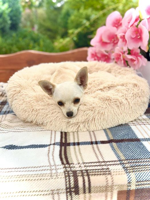 Piękny piesek chihuahua