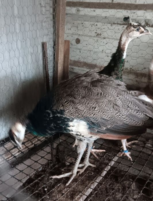 Casal Pavões 2025 azul