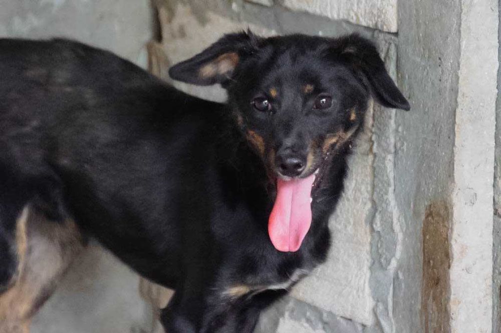 Linar - nieiwelki pies szuka domu