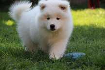 Samoyed FCI Suczka gotowa do odbioru