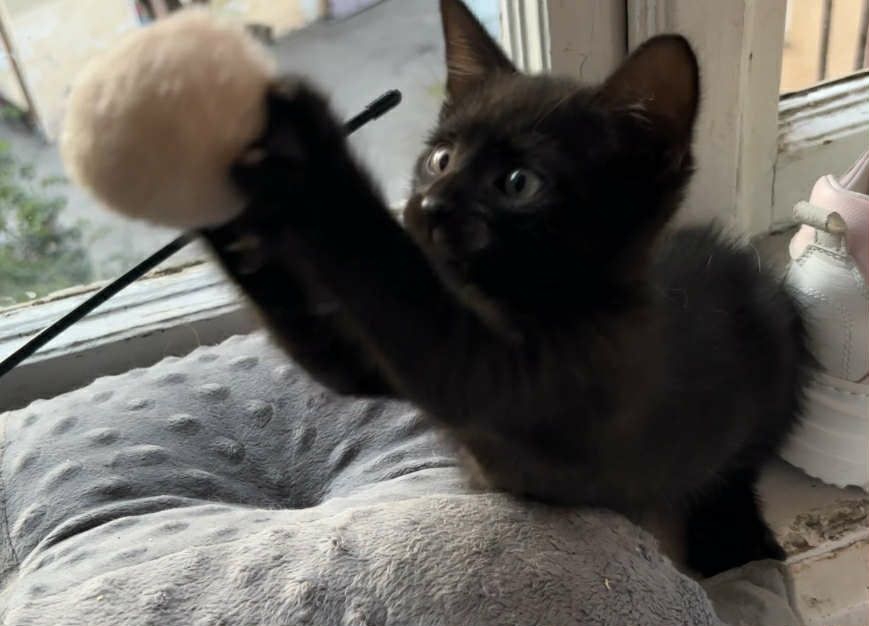 Чудовий міні пумчик, гарне кошеня, котятко, котик, киця