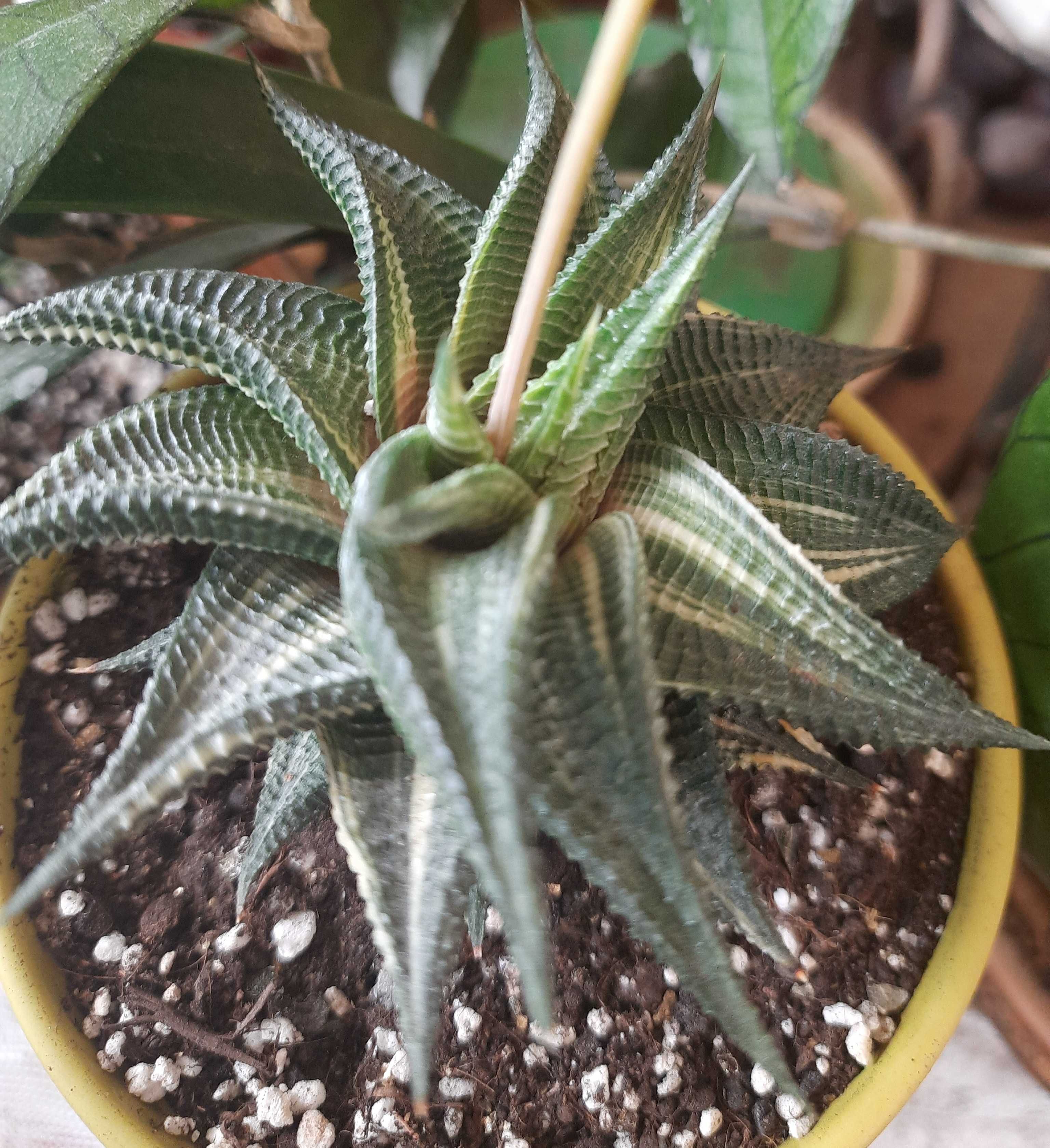 Продам детку хавортии ( haworthia limifolia variegata)