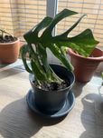 Monstera variegata