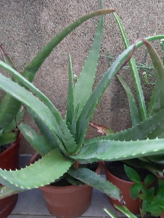 aloé vera plantas grandes em vasos/folhas de aloé