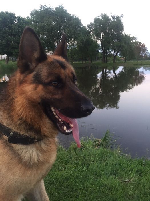 Для Вязки !Пропоную  кобеля !!!