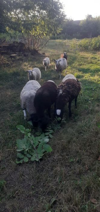 Продам баранів ціна договорна