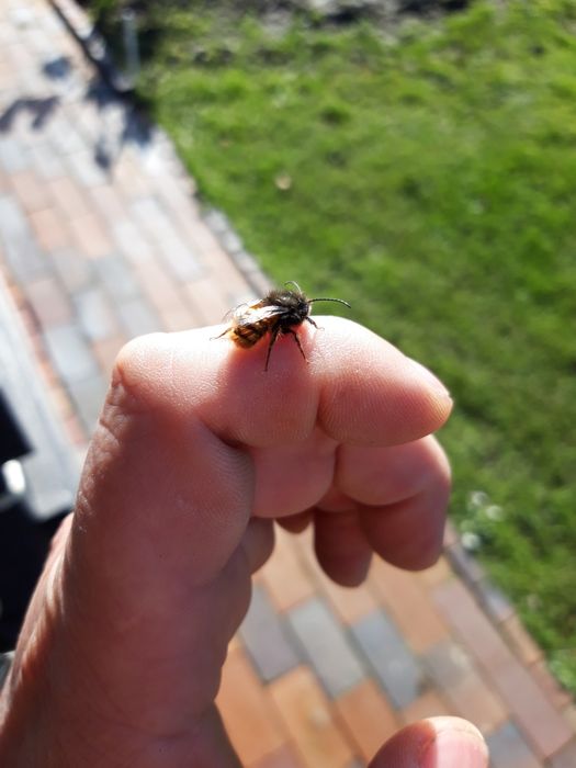 Kokony murarki rogatej 200 sztuk