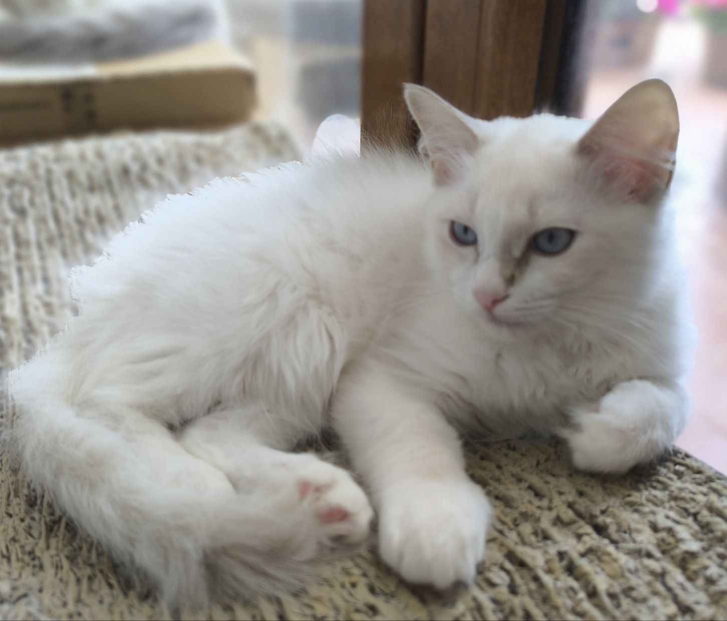 CUDOWNA kotka Ragdoll blue bicolour tabby po Supreme Champion