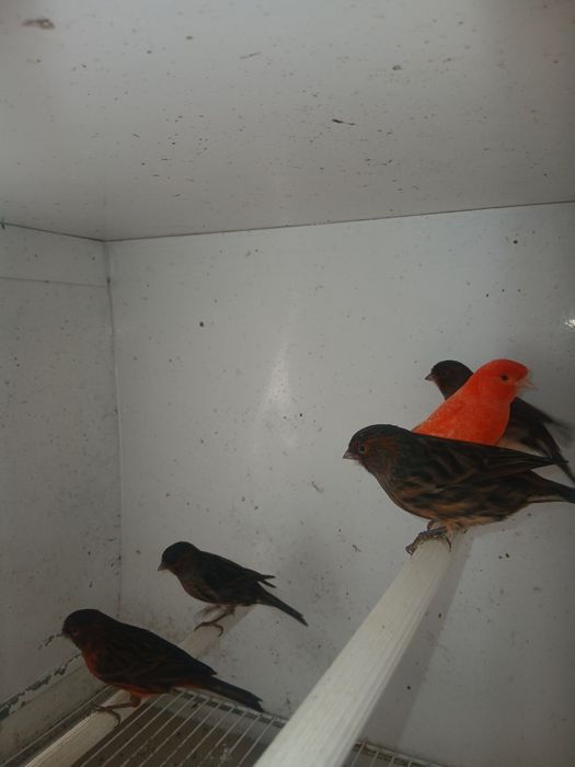 Canários de Cor 639J