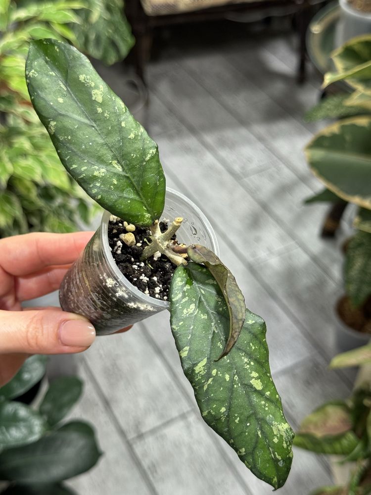 Хойя Hoya sp. Aceh Takengon.