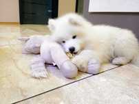 Maluszek Samoyed ZKwP FCI