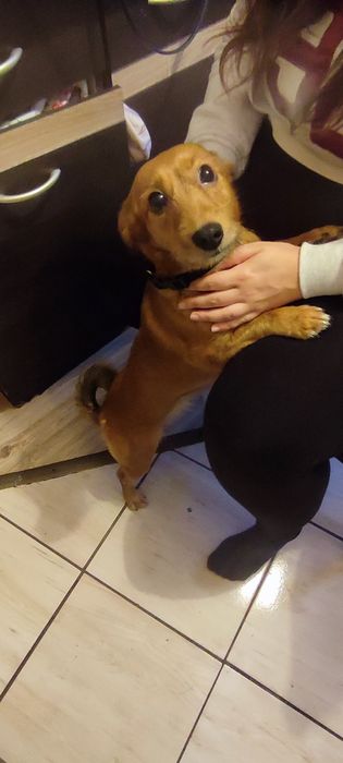 Oddam pieska w dobre ręce