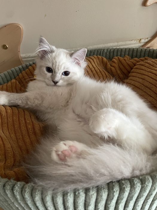 Ragdoll lynx seal blue przytulaski