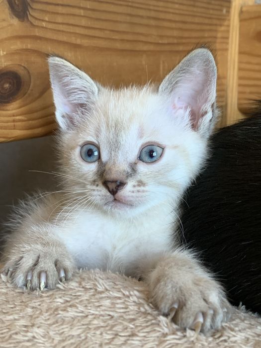 Біле кошеня, сіамський котик