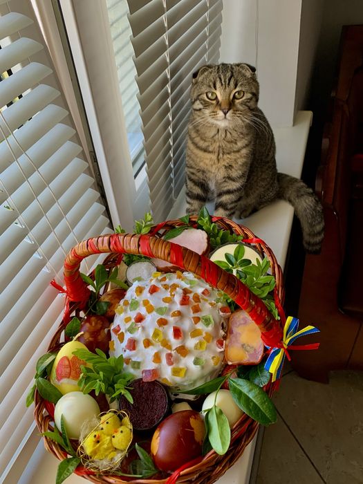 Котик для вʼязки ,Скоттіш-Фолд вислоухий,привитий.Ціна договірна .