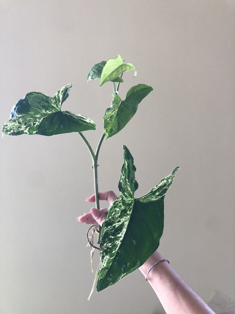 Syngonium Mojito (Cuttings)