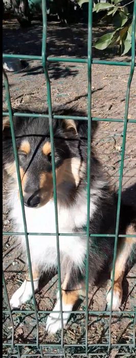 Колли девочка АКУ