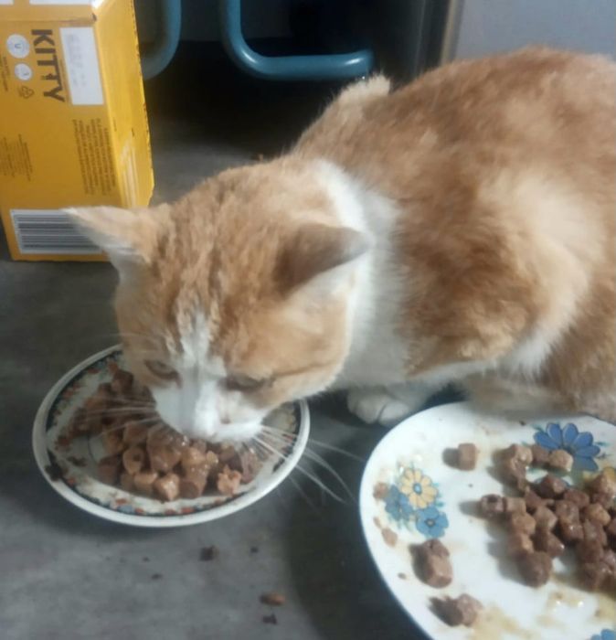 Rubin,cudny miziasty kotek do adopcji