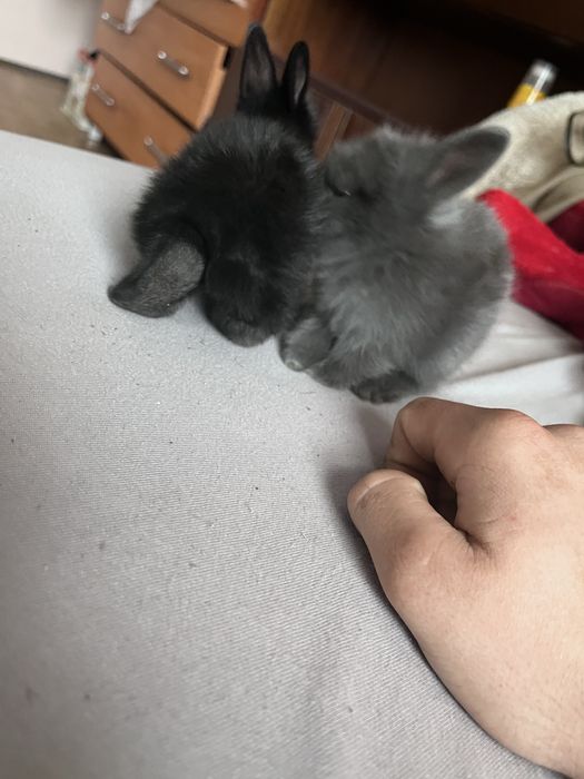 Sprzedam królika małej rasy.