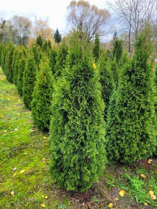 Żywotnik Smaragd 130–140 cm! Tuja od producenta, kopane na zamówienie!