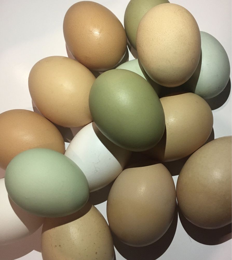 Інкубаційні домашні яйця різних порід