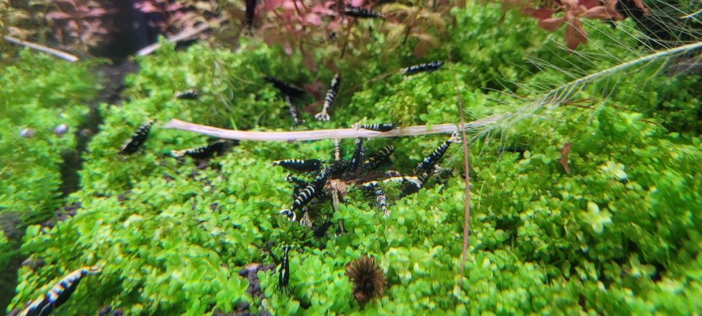 Caridina Pinto  Galaxy Fishbon Boa