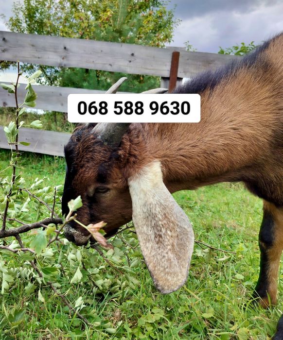 Англо-Нубійський цап чекає на Вашу кізоньку