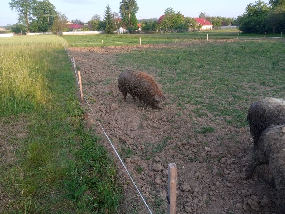 Свині угорська мангалиця